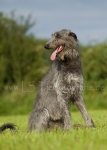 23 Windhund-Trio